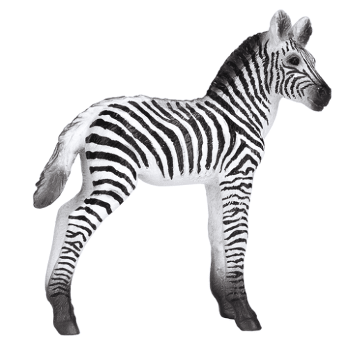 Zebra Foal - 921796