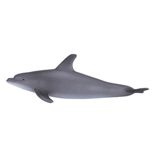 Bottlenose Dolphin - 921818