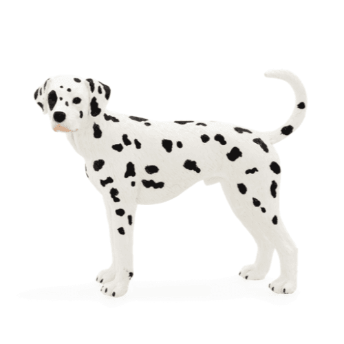 Dalmatian