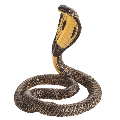 King Cobra