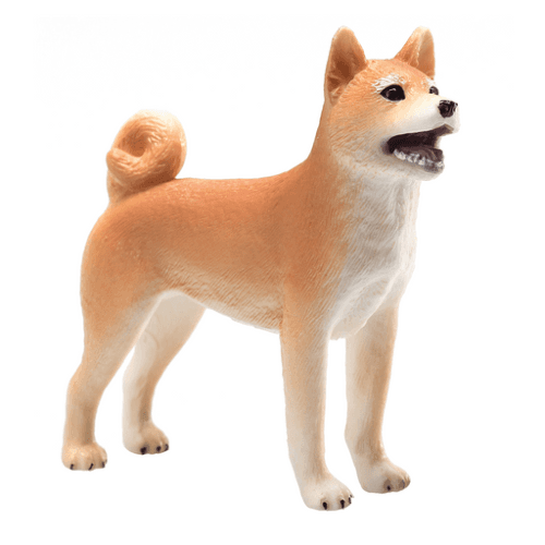 Shiba Inu