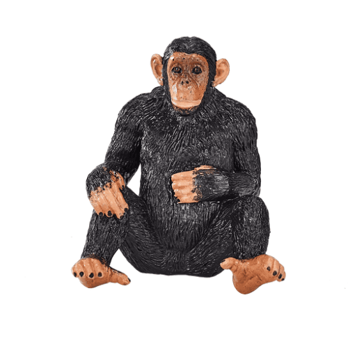 Chimpanzee