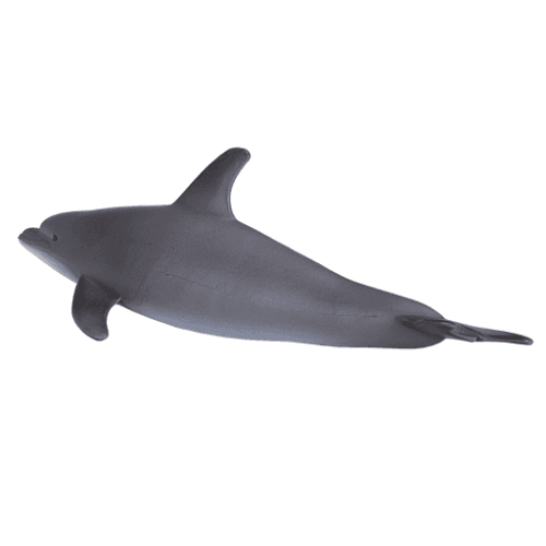 Bottlenose Dolphin - 921818