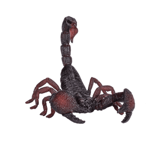 Emperor Scorpion - 921797