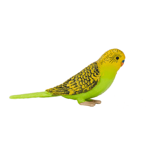 Budgerigar Green