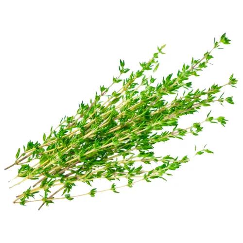 Thyme Green Fresh Bunch 1 Piece