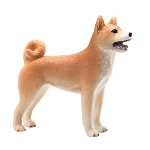 Shiba Inu