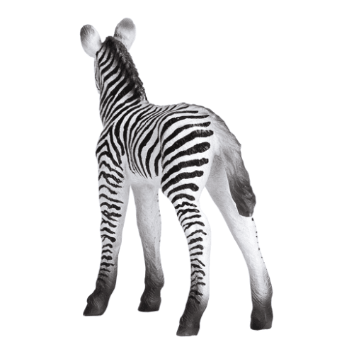 Zebra Foal - 921796