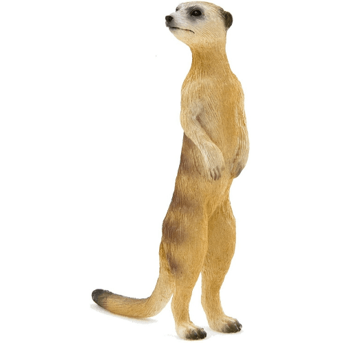 Meerkat