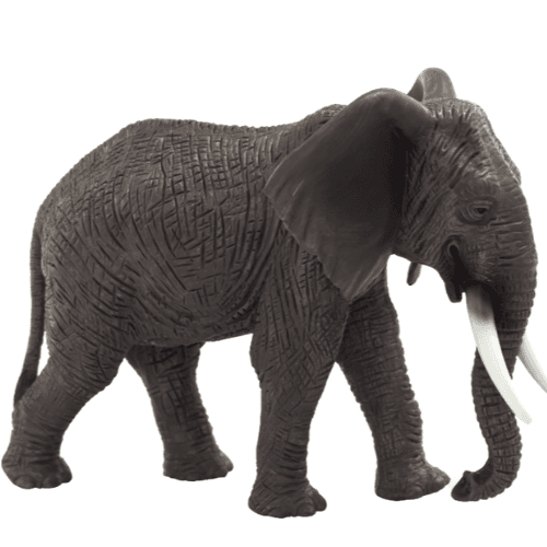 African Elephant