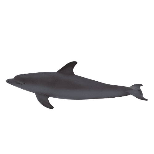 Bottlenose Dolphin - 921818