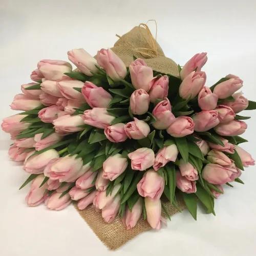 Tender Pink Tulip