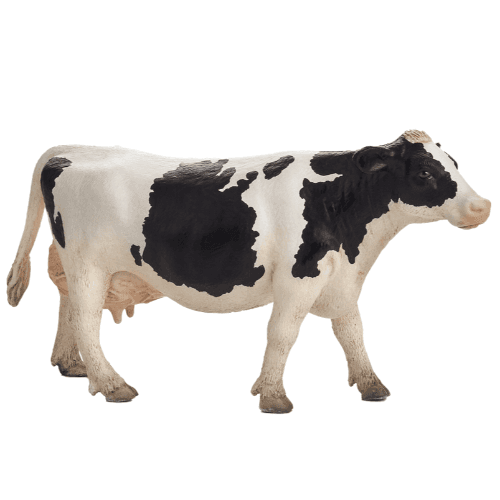 Holstein Cow