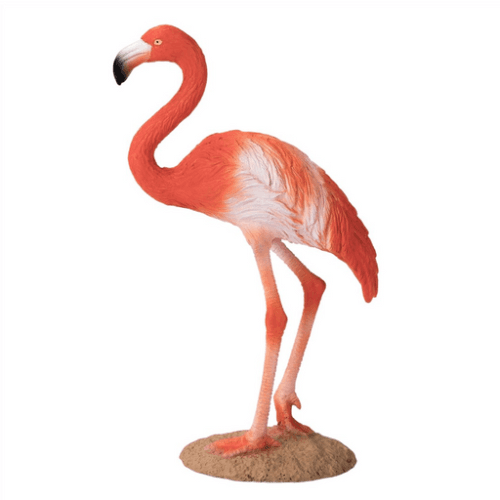 American Flamingo - 921811