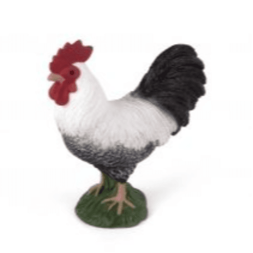 Cockerel