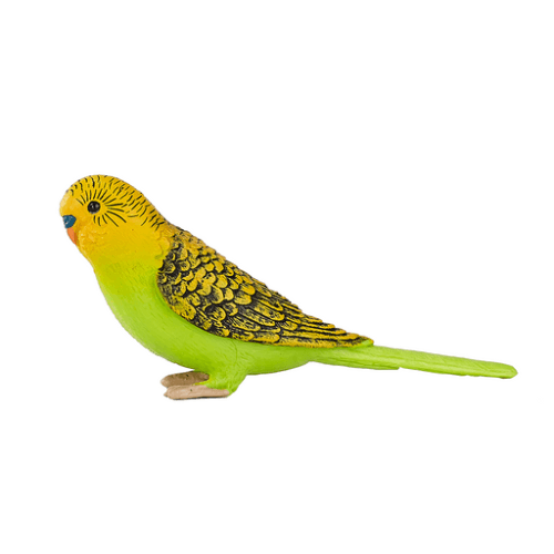 Budgerigar Green