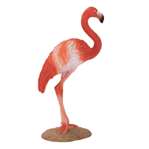 American Flamingo - 921811