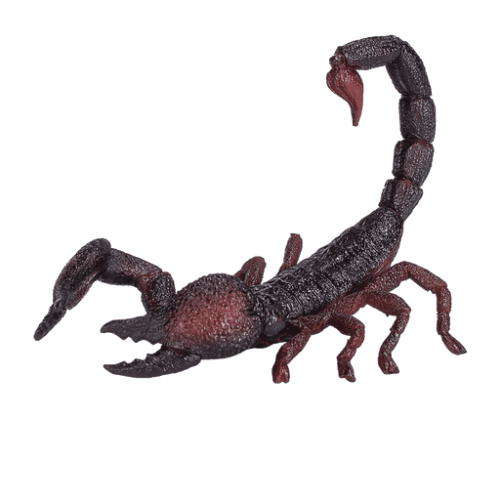 Emperor Scorpion - 921797