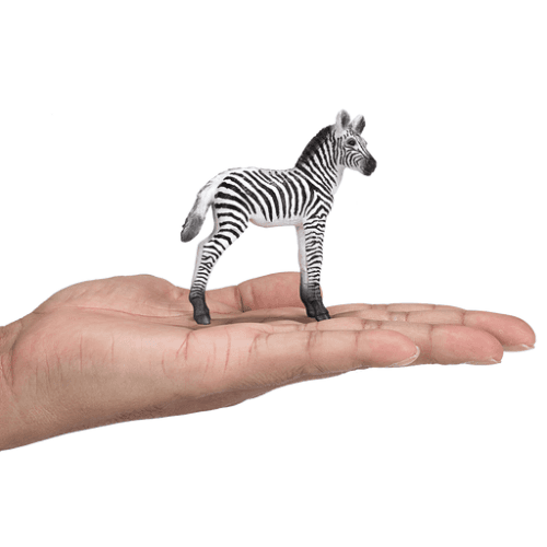 Zebra Foal - 921796