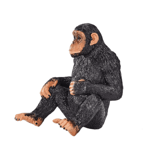 Chimpanzee