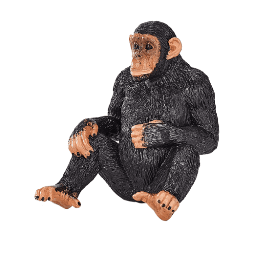 Chimpanzee