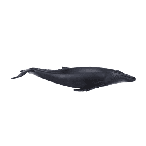 Humpback Whale - 921819