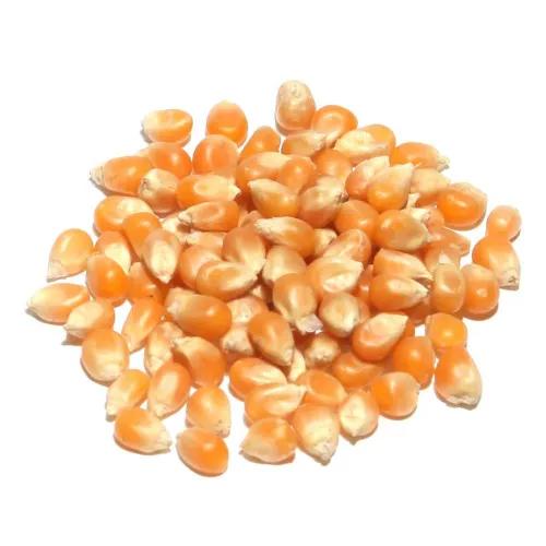 Chittulli Spices Popcorn Kernels Argentina 1 Kg