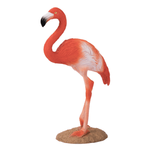 American Flamingo - 921811