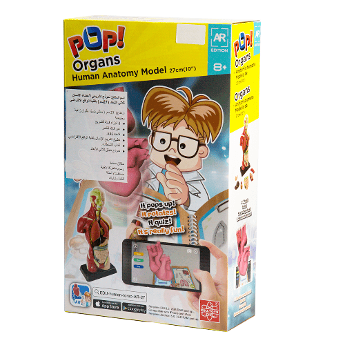 Edu Toys Pop Organs Human Anatomy Model