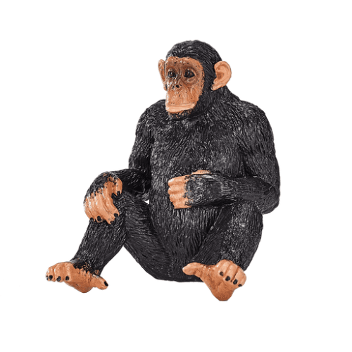 Chimpanzee