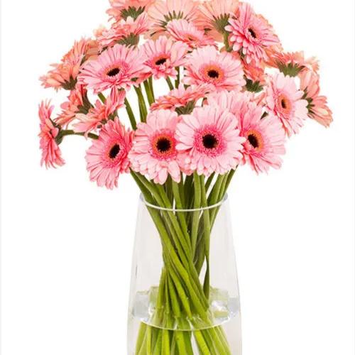 Gerbera Pink Elegance