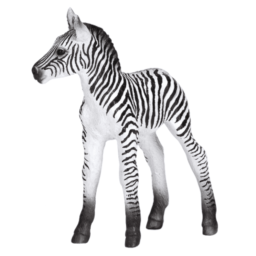 Zebra Foal - 921796