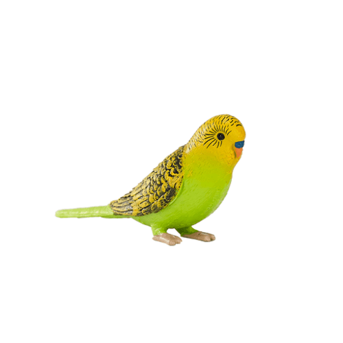 Budgerigar Green