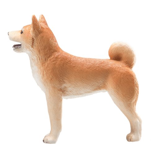 Shiba Inu