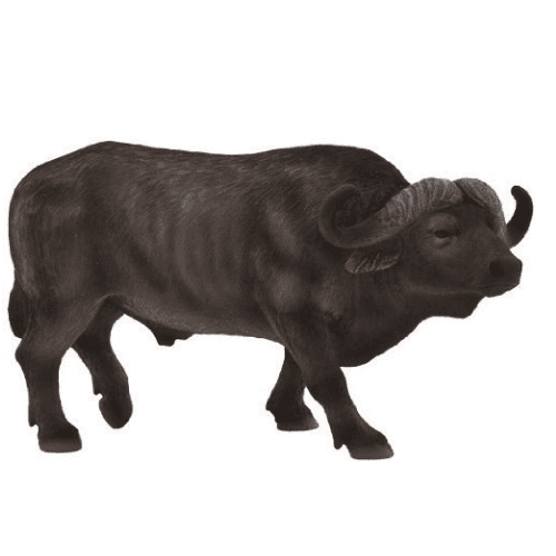 Cape Buffalo