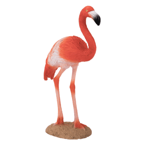 American Flamingo - 921811