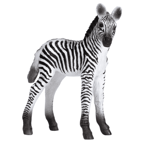 Zebra Foal - 921796