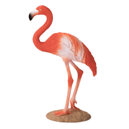 American Flamingo - 921811