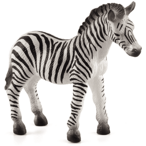 Zebra Foal - 921796