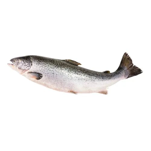 Salmon Fresh   4-5kg 4.5 kg