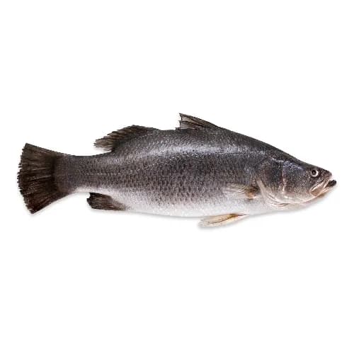 Seabass Fresh 1  kg