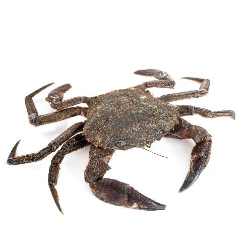 Qbakb Mcan (Female Crab ) Medium 1  kg