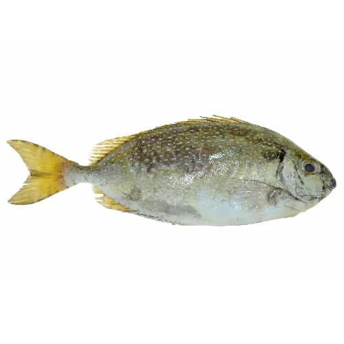 Safi Gazal Medium 1  kg