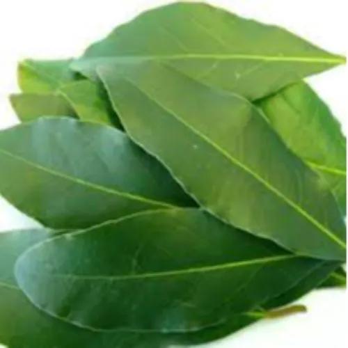 Bay Leaf Fresh 50G