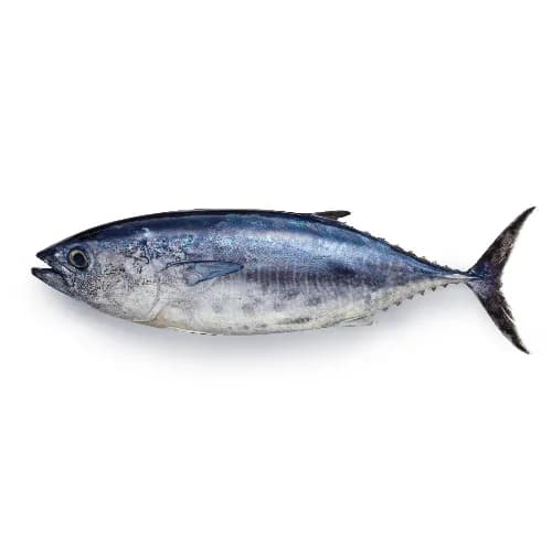 Tuna Medium 1.5 kg