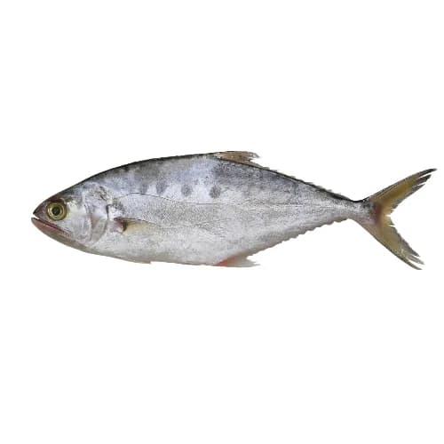 Bsar ( Queen Fish ) Medium 1  kg