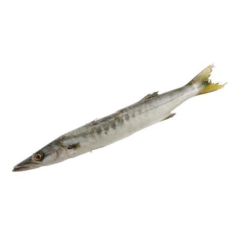 Jd ( Barracuda) Medium 1  kg