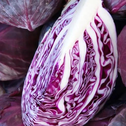 Cabbage Red