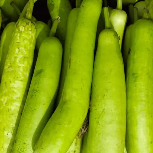 Bottle Gourd 500gm