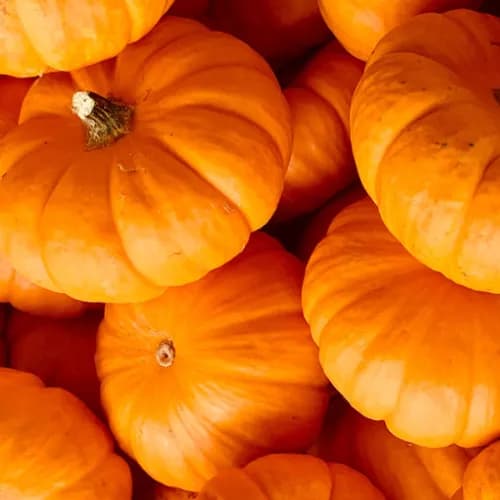 Pumpkin Red India 1kg